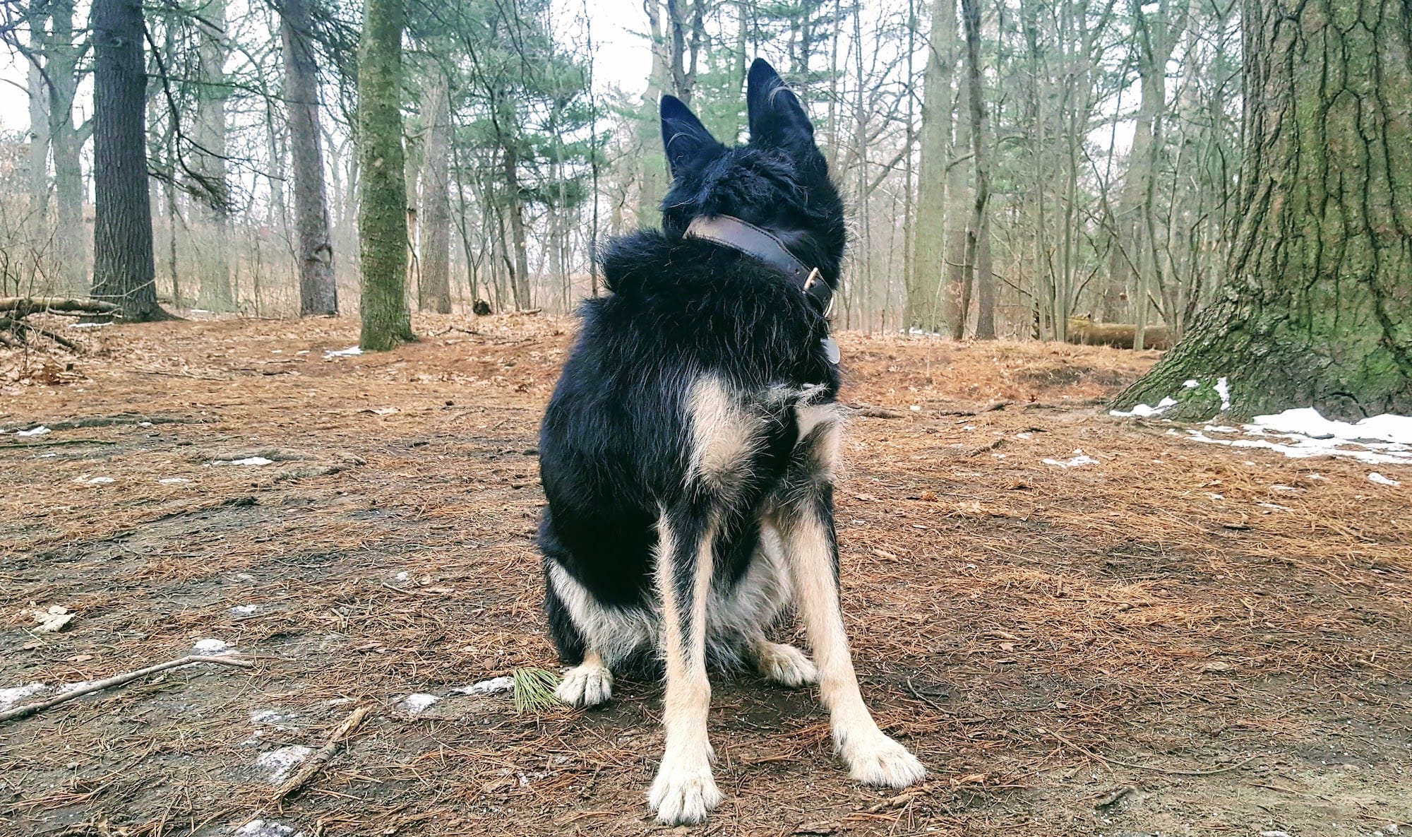 Shakedown, a Husky X German Shepherd Dog from Northern Quebec.